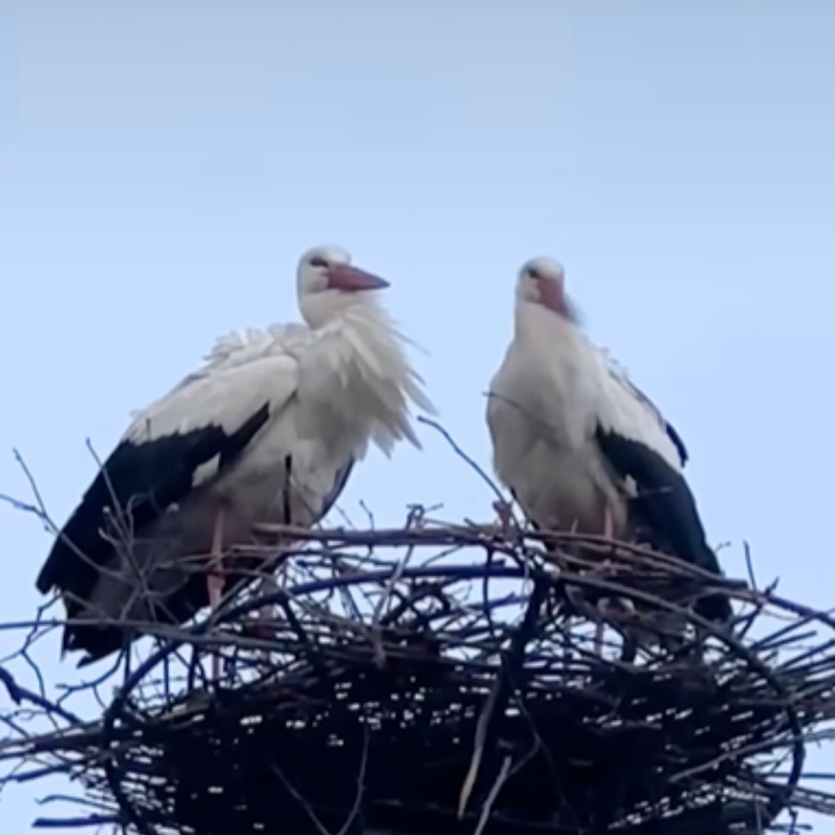 two storks in a nest