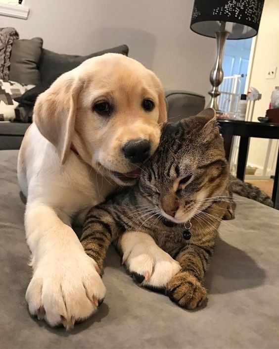 very cute dog and cat