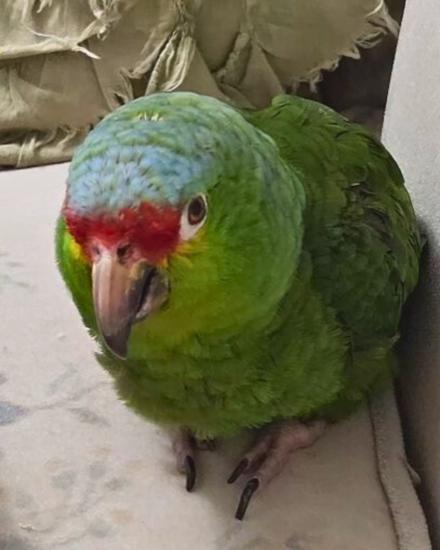 very cute parrot