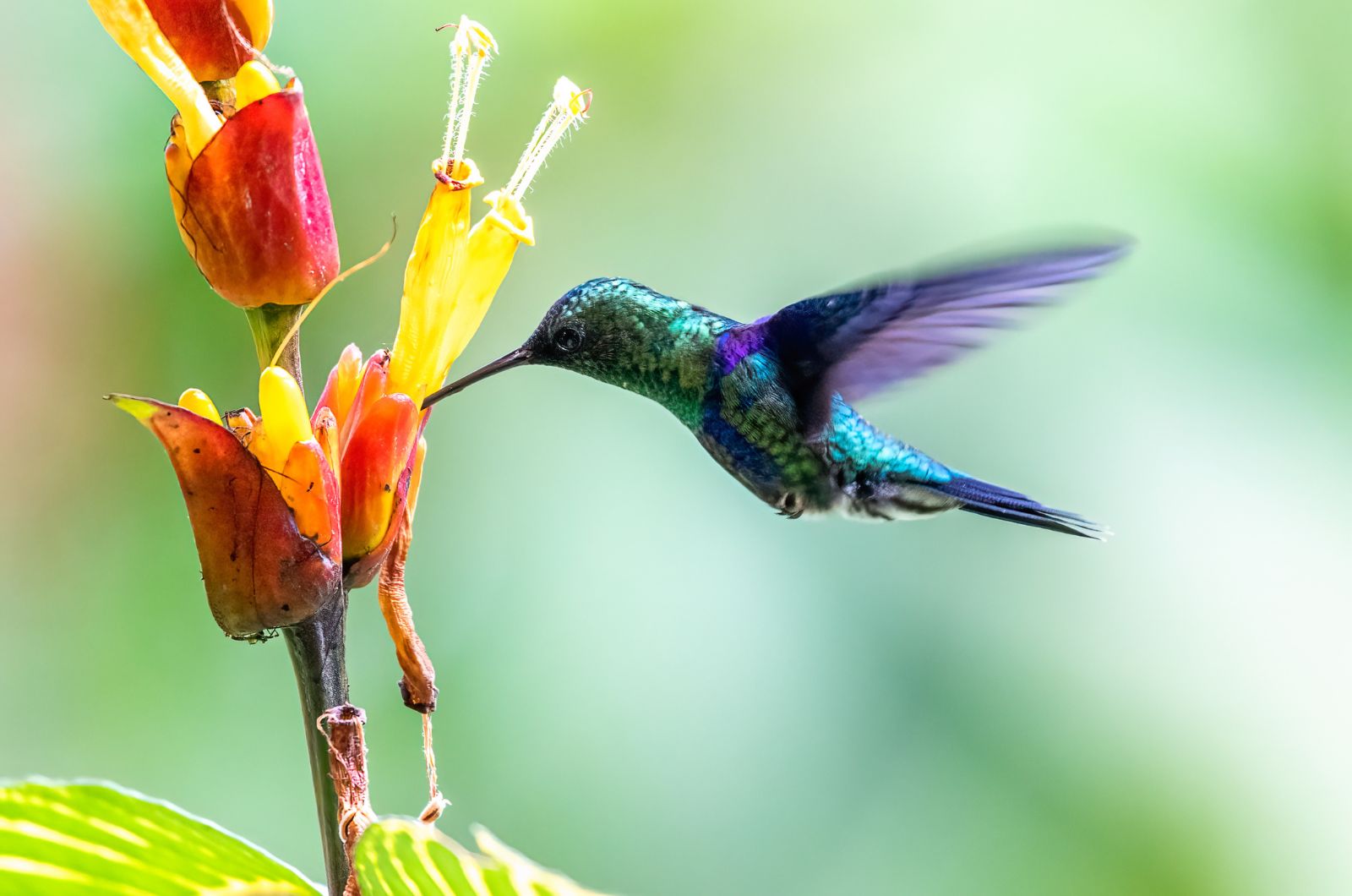 violet hummingbird eating nectar