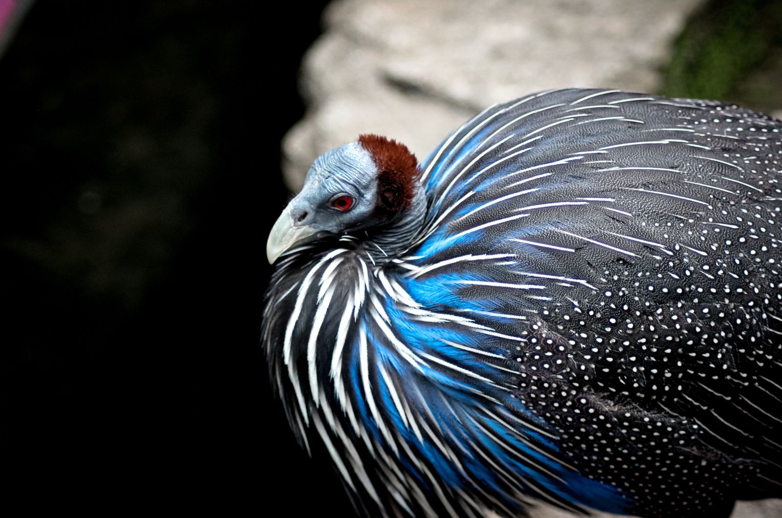 volturine bird with red eyes