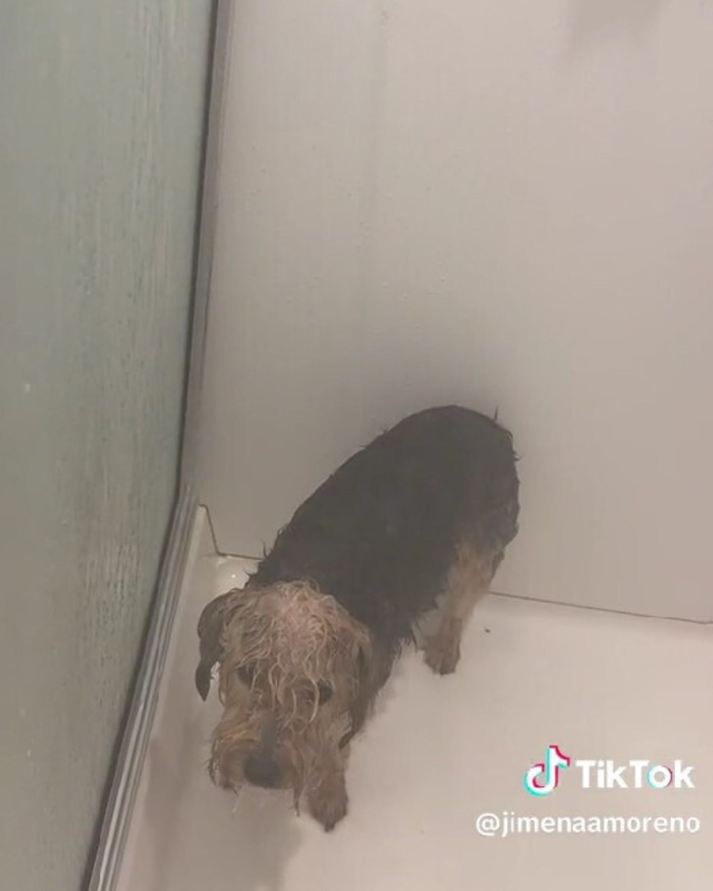 wet dog taking a shower