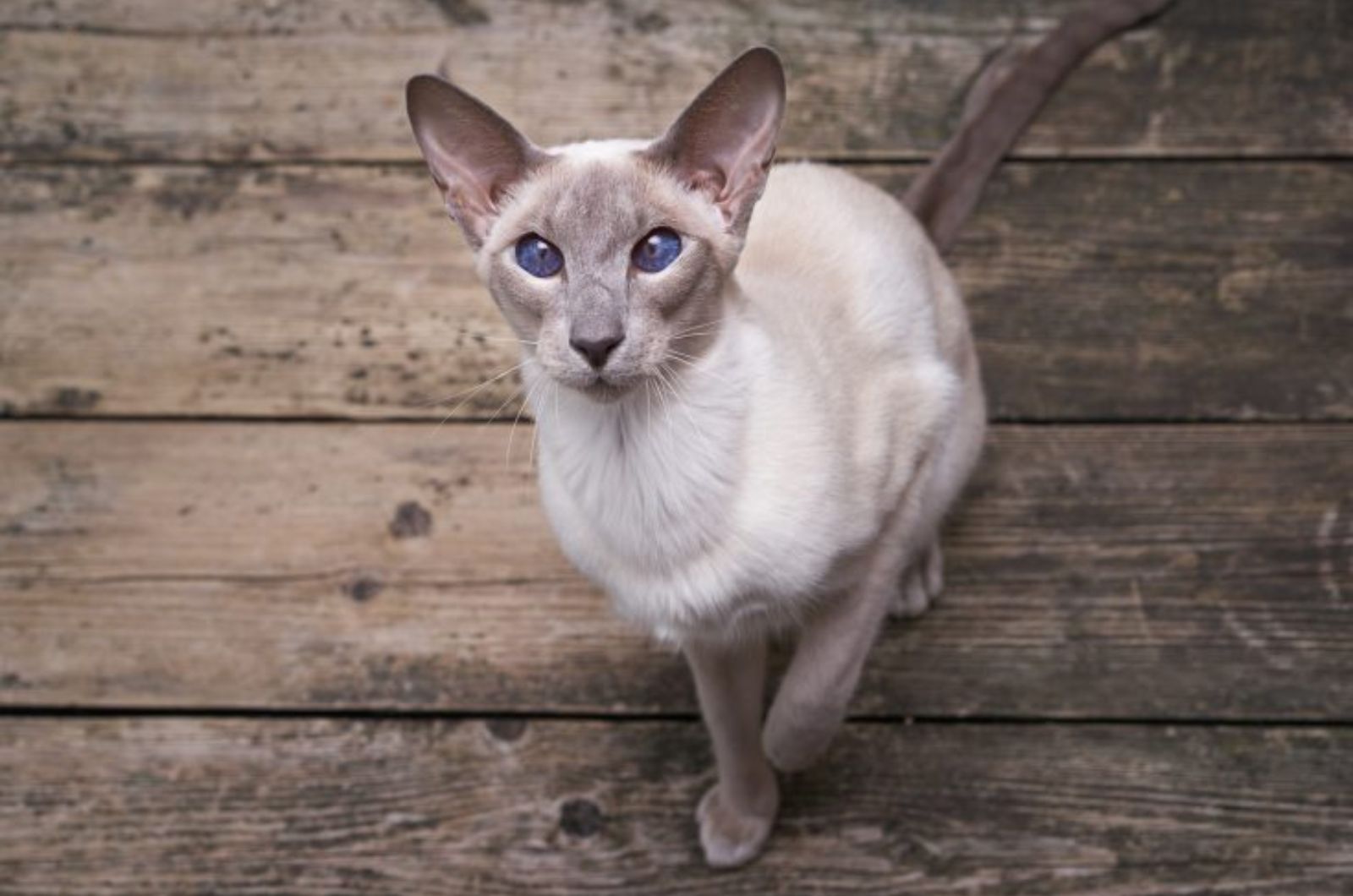 white cat sitting on wood