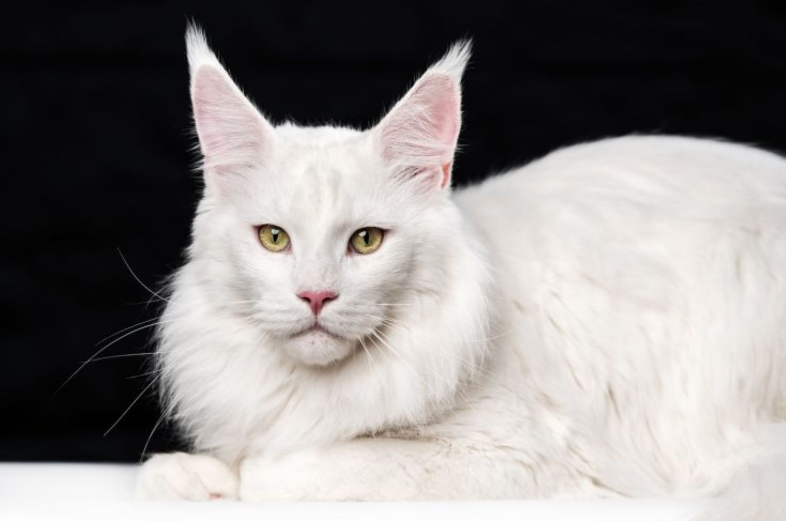 white cat with big ears