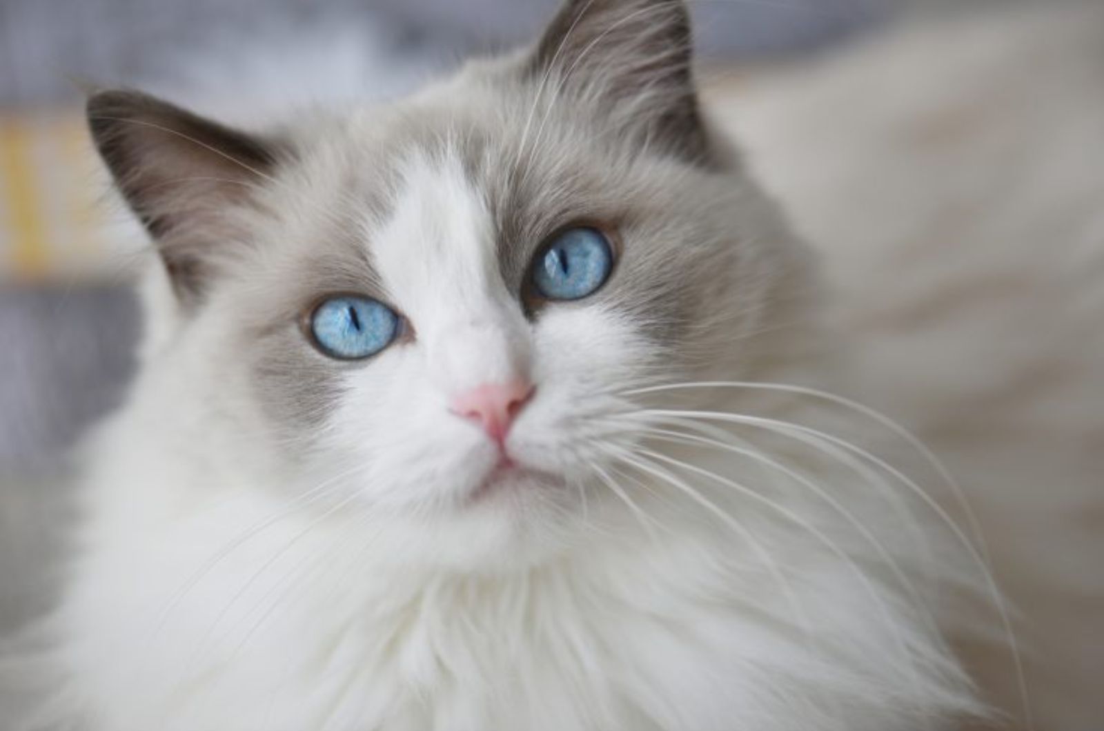 white cat with blue eyes