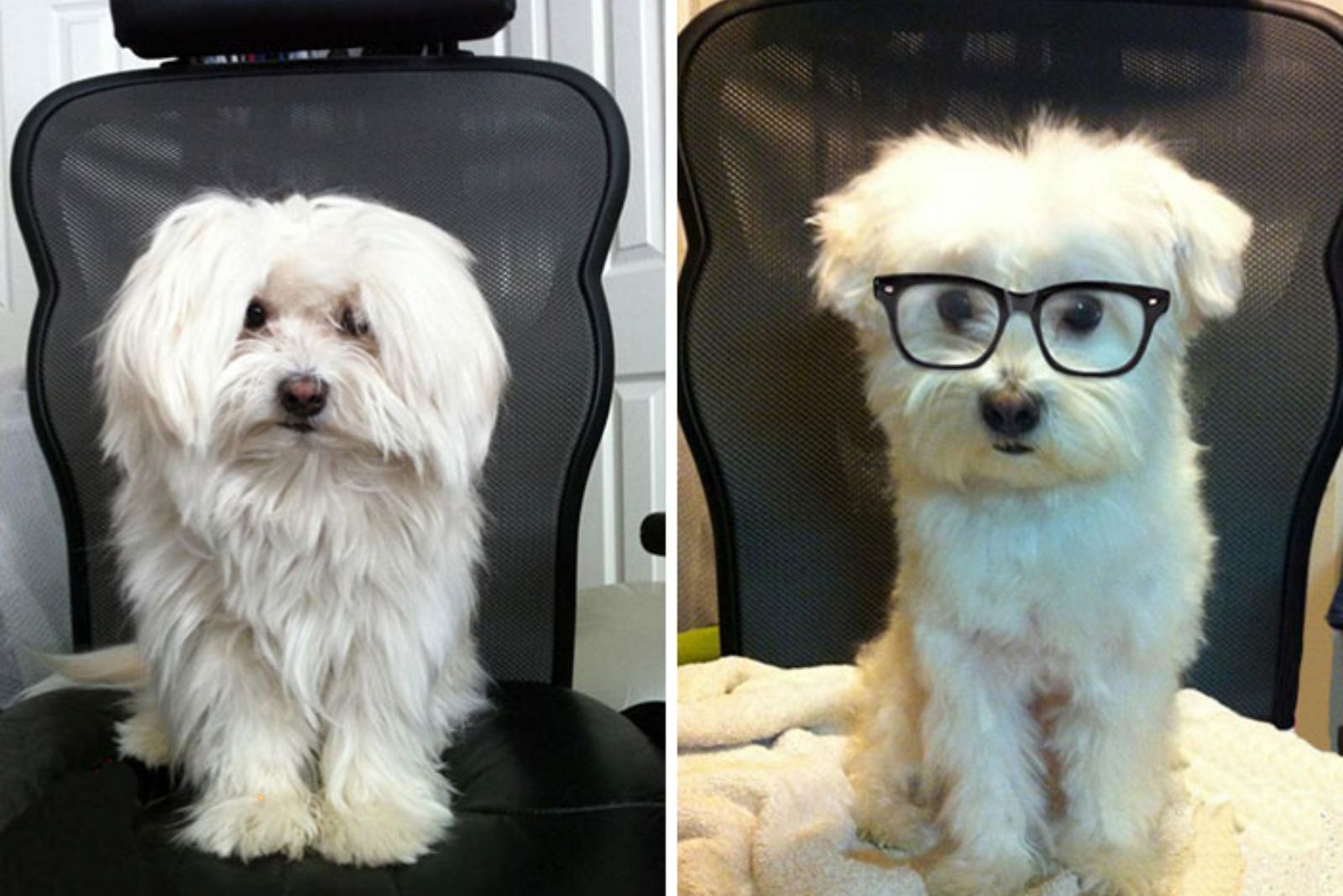 white dog haircut