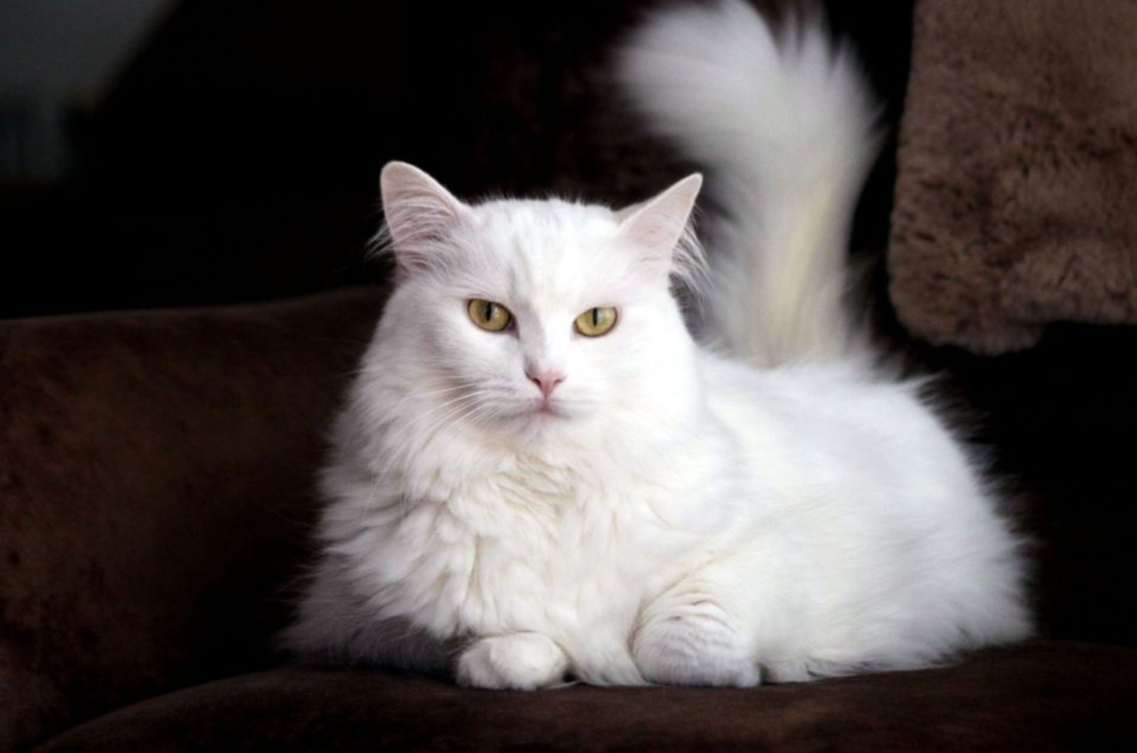 white fluffy cat