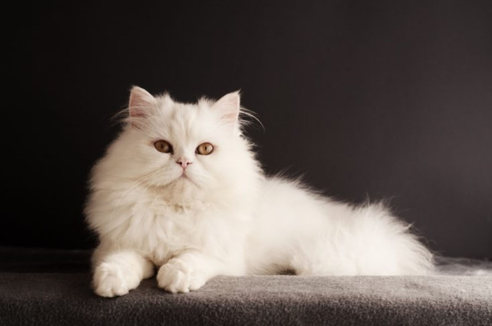 white fluffy cat