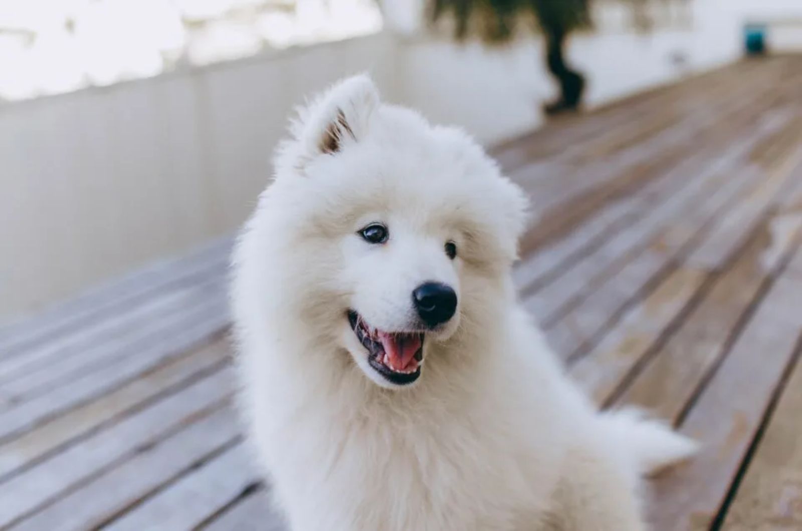 white fluffy dog