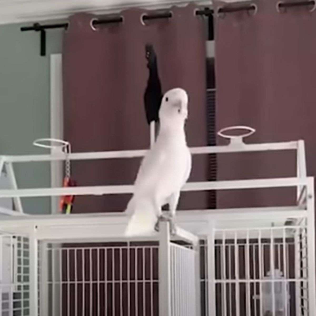 white parrot in the room