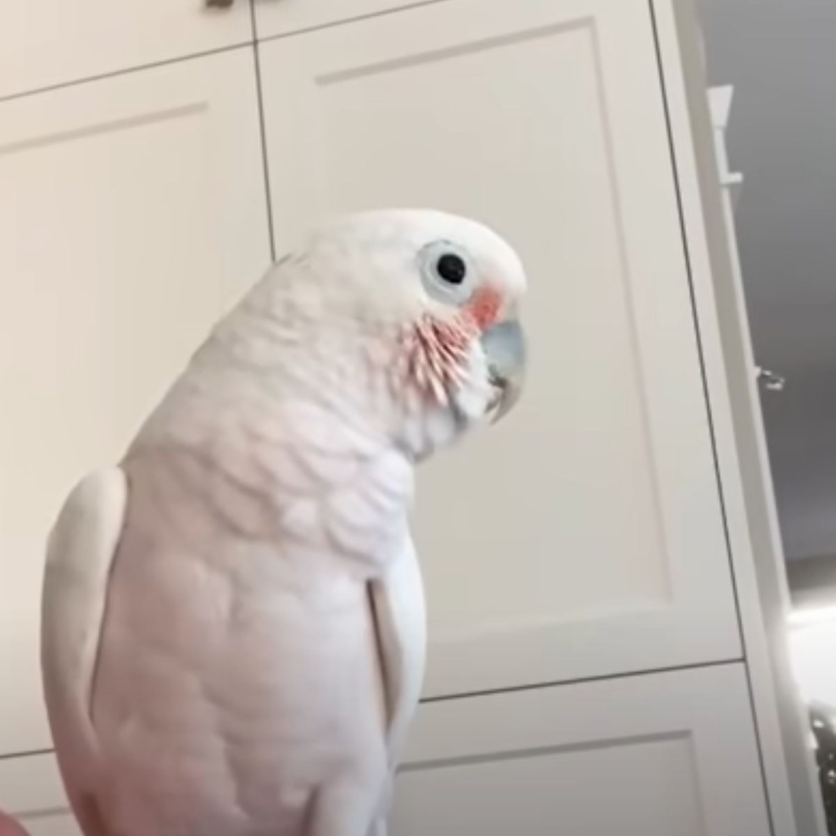 white parrot