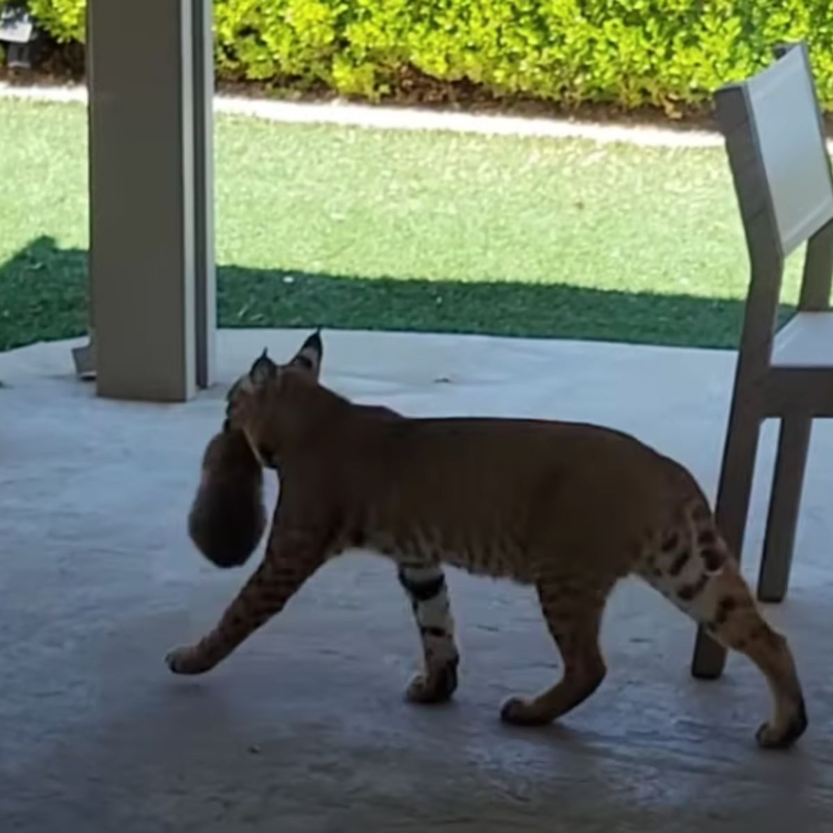 wild bobcat carrying something in its mouth