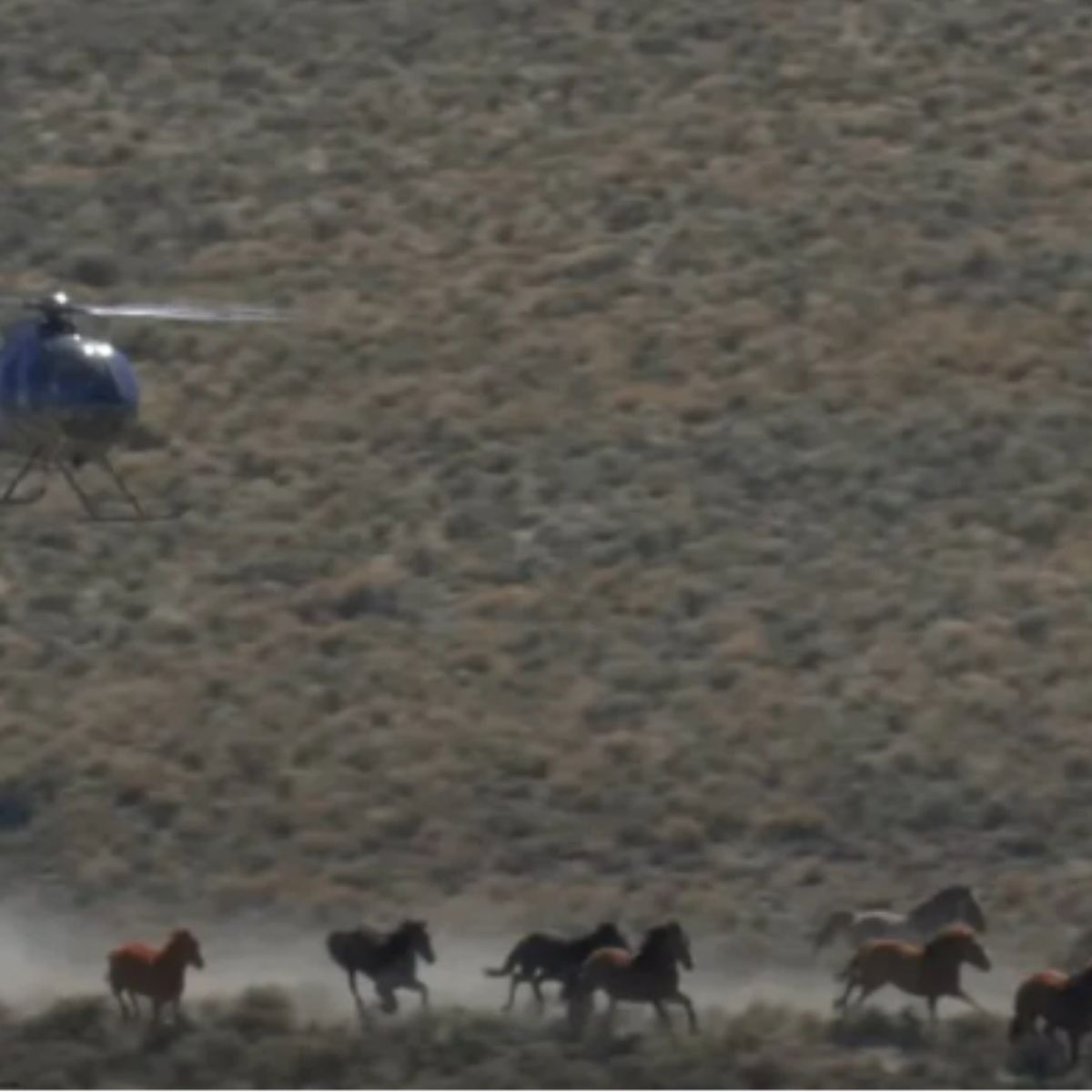 wild horses running