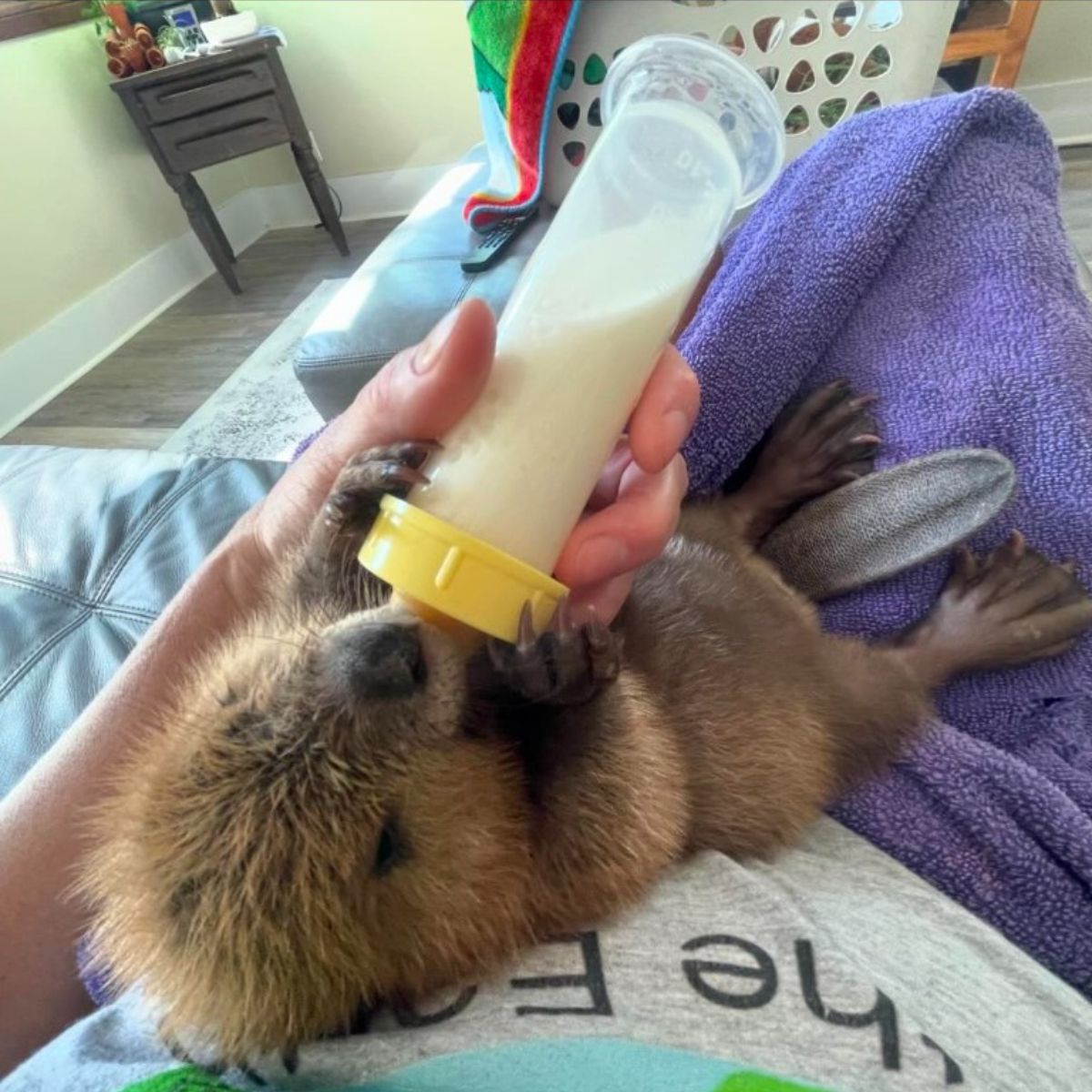 woman feeding a beaver