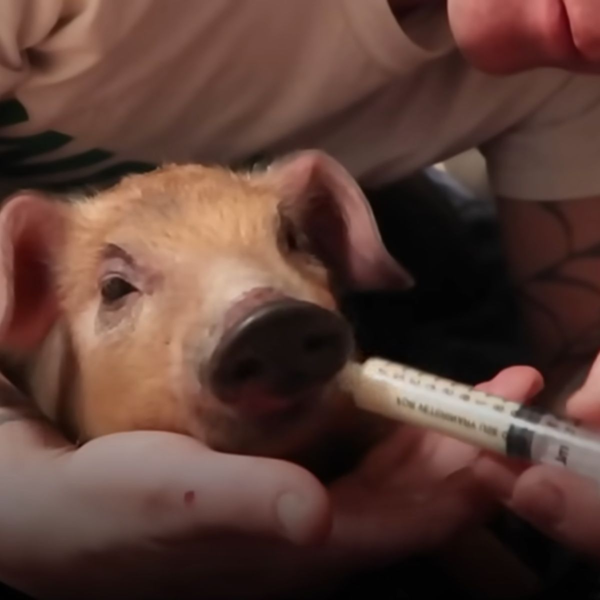 woman feeding a piglet