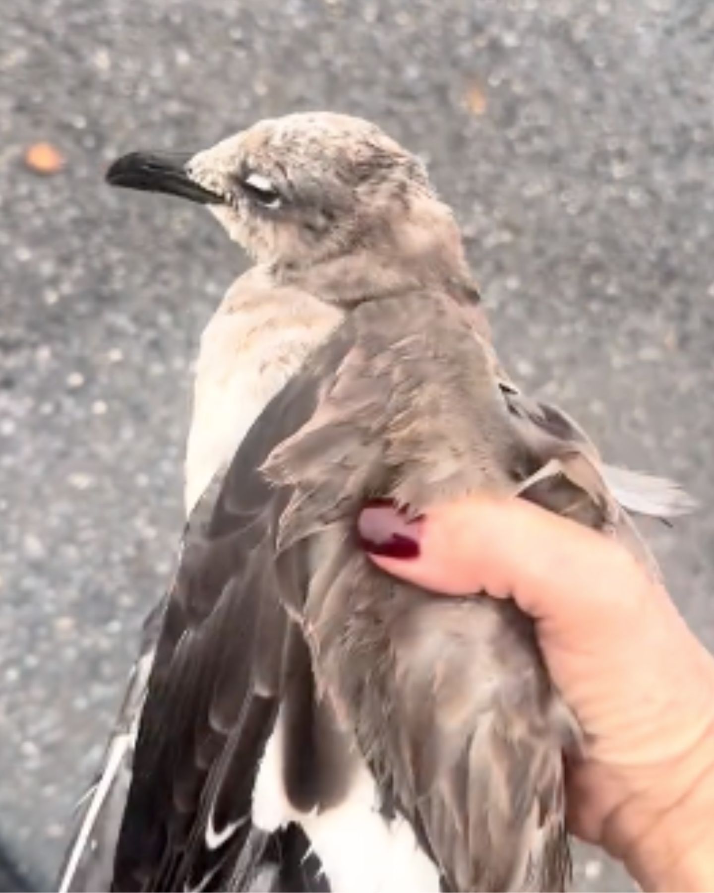 woman holding a bird