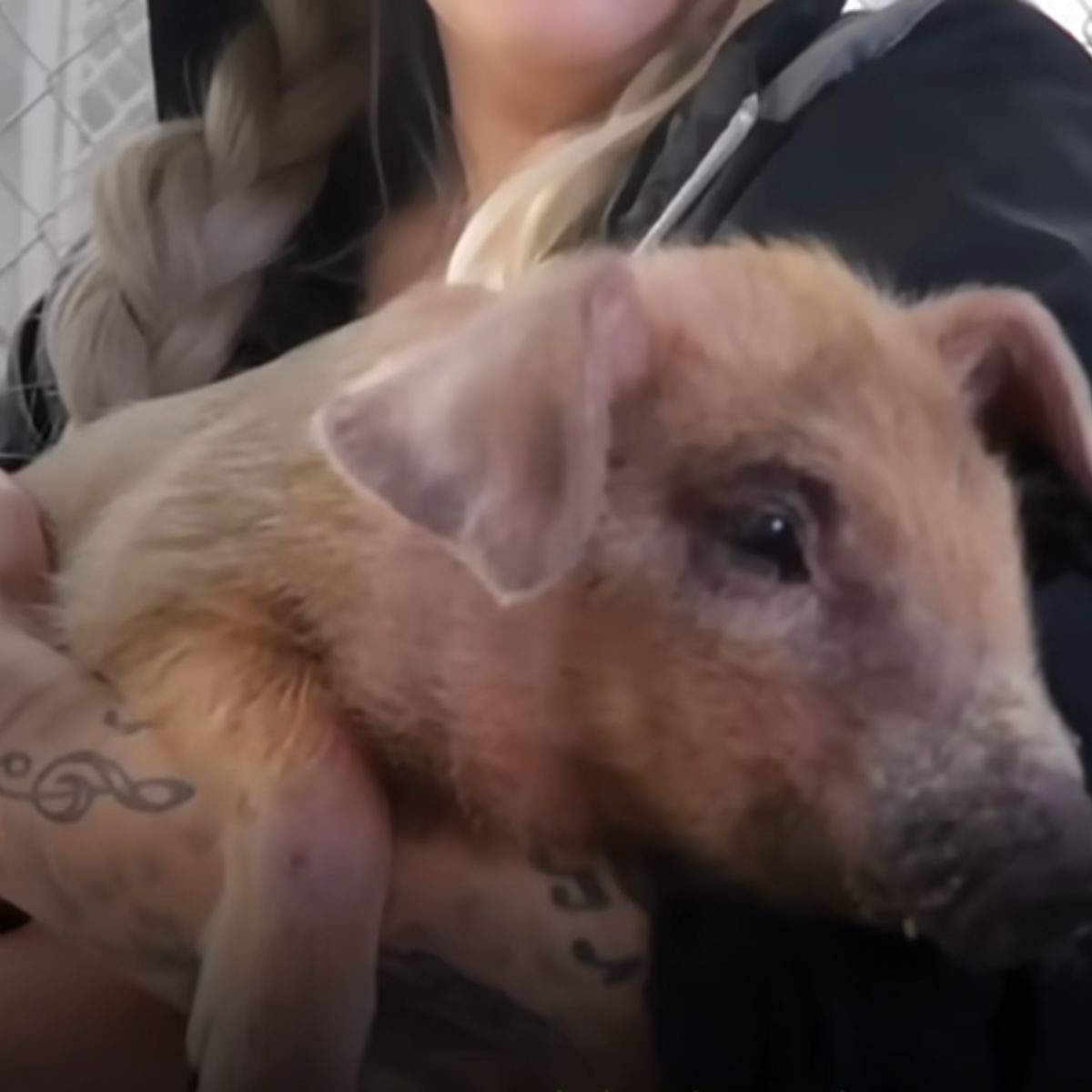 woman holding a piglet