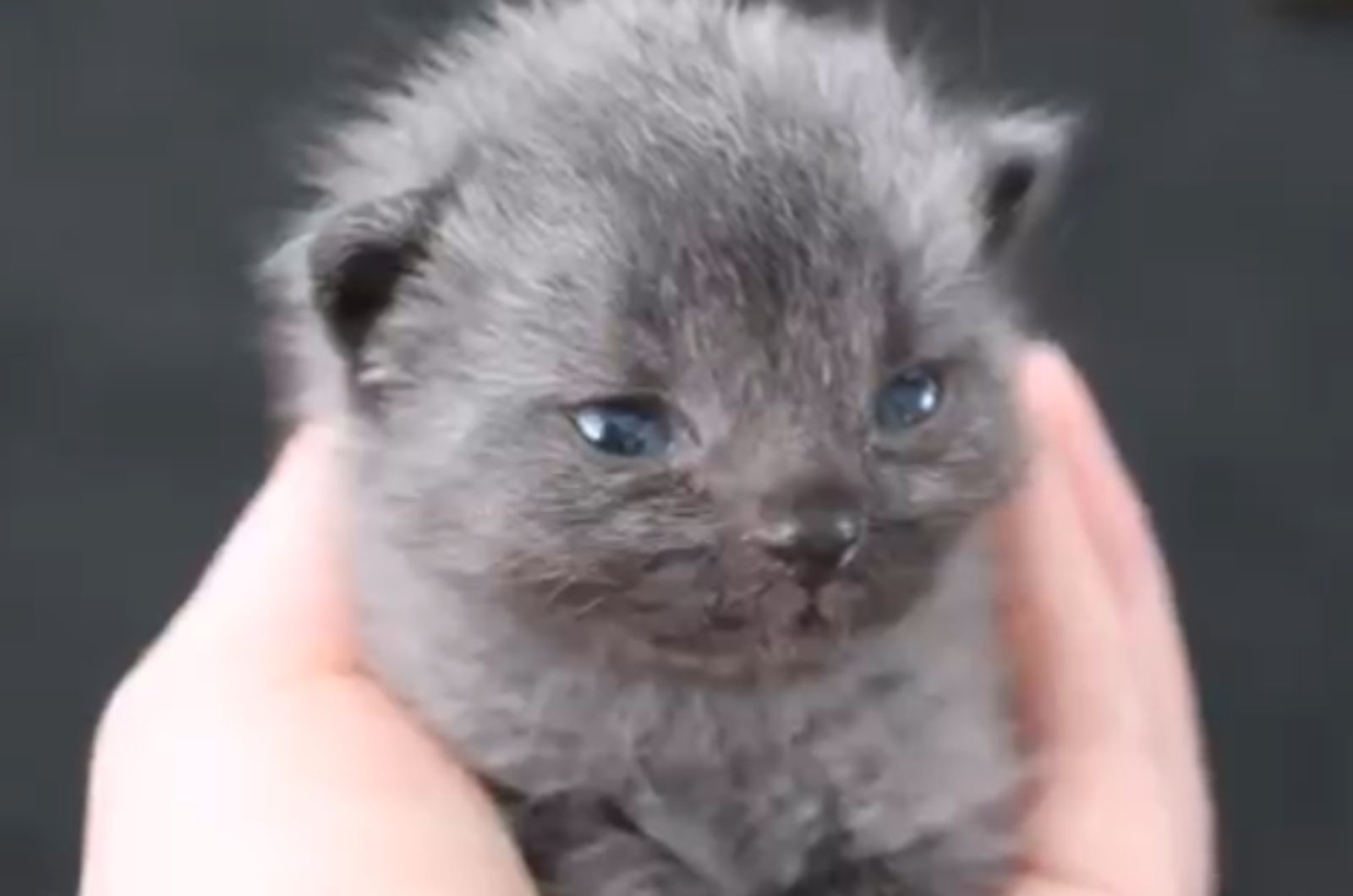 woman holding a sweet kitten