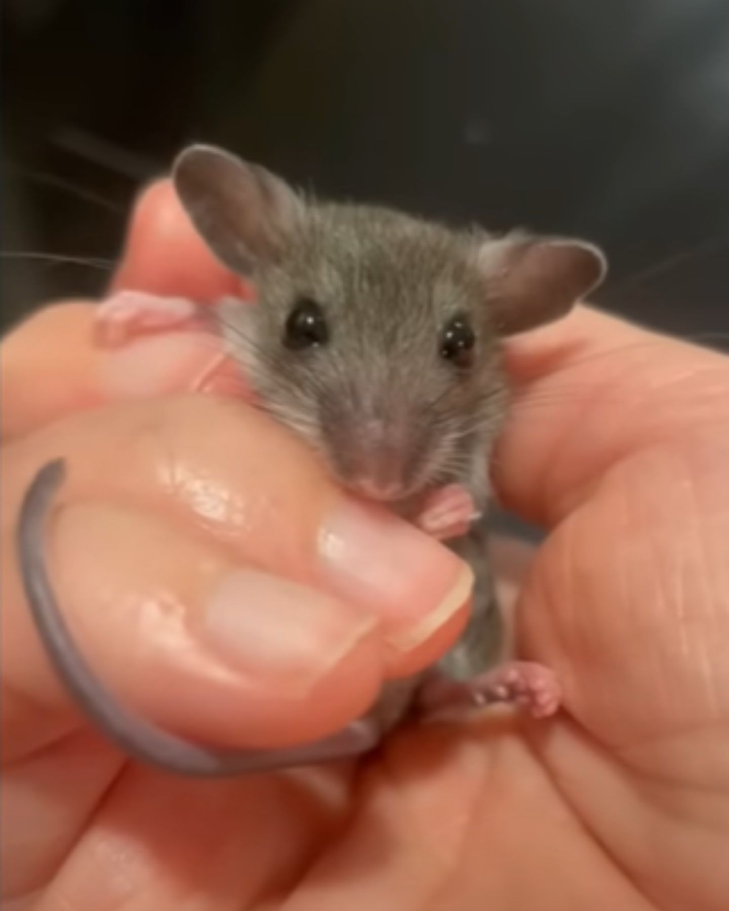 woman holding tiny mouse in hand