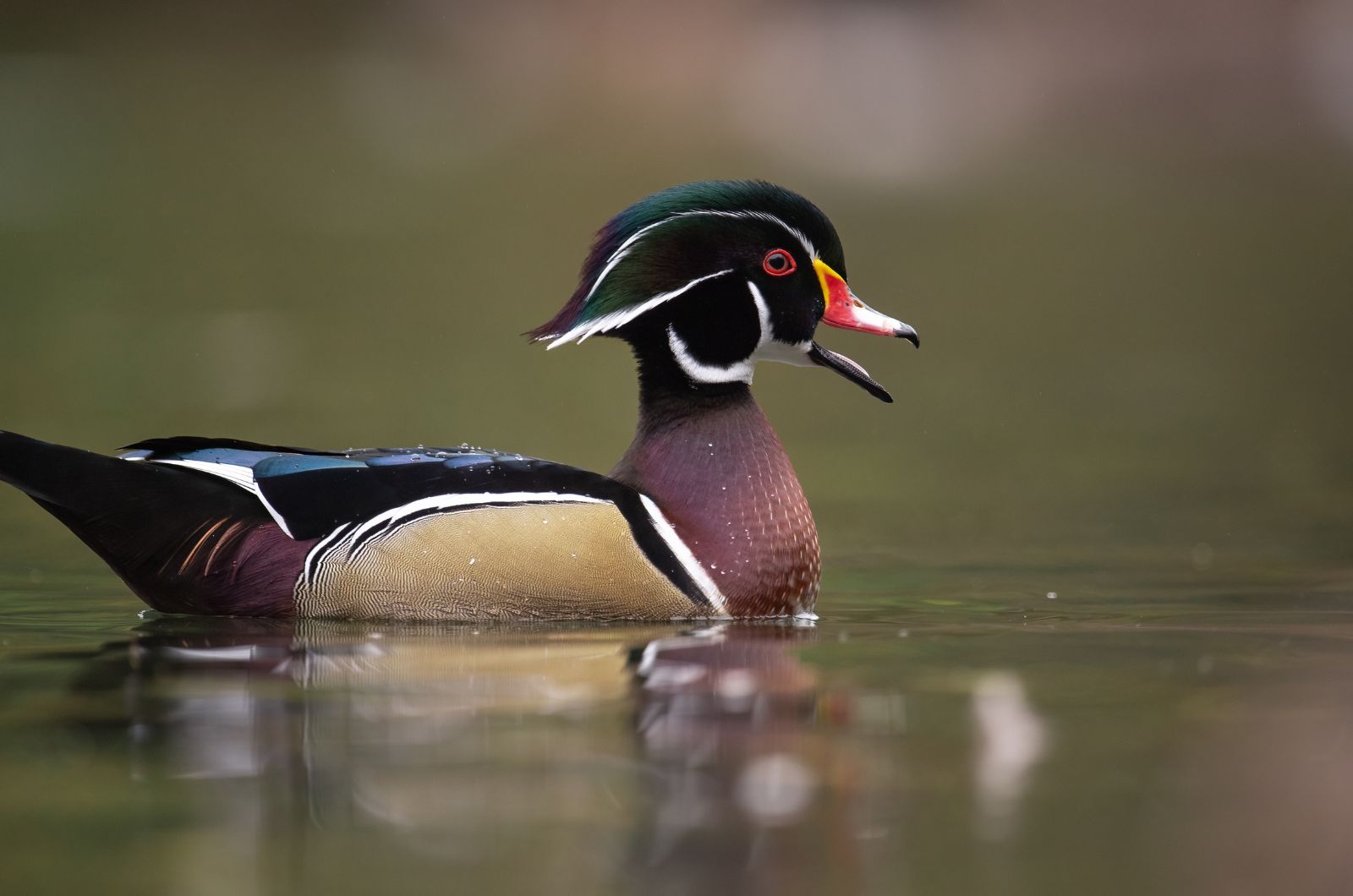 wood duck swimming