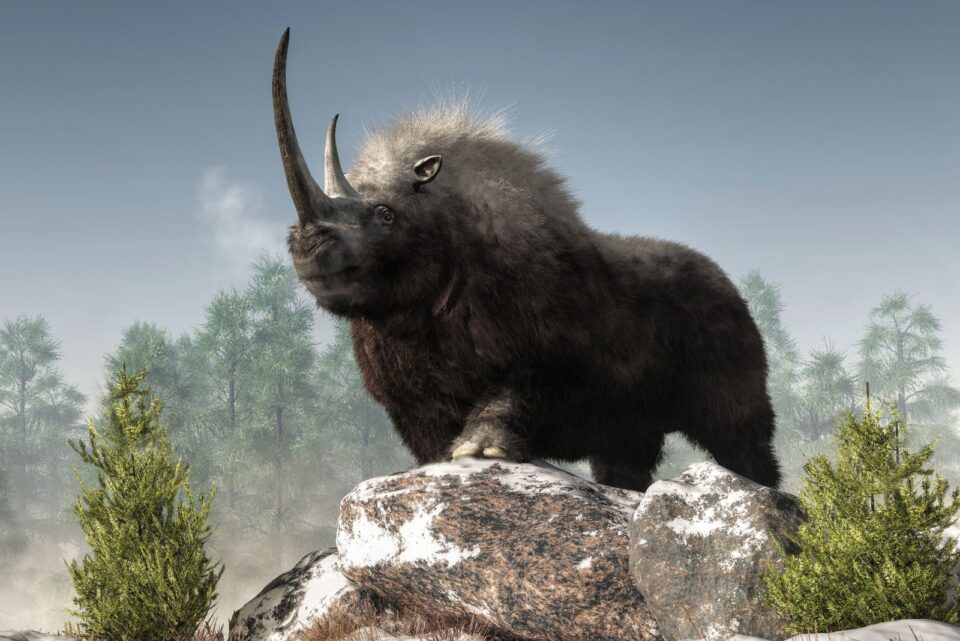 woolly rhinoceros