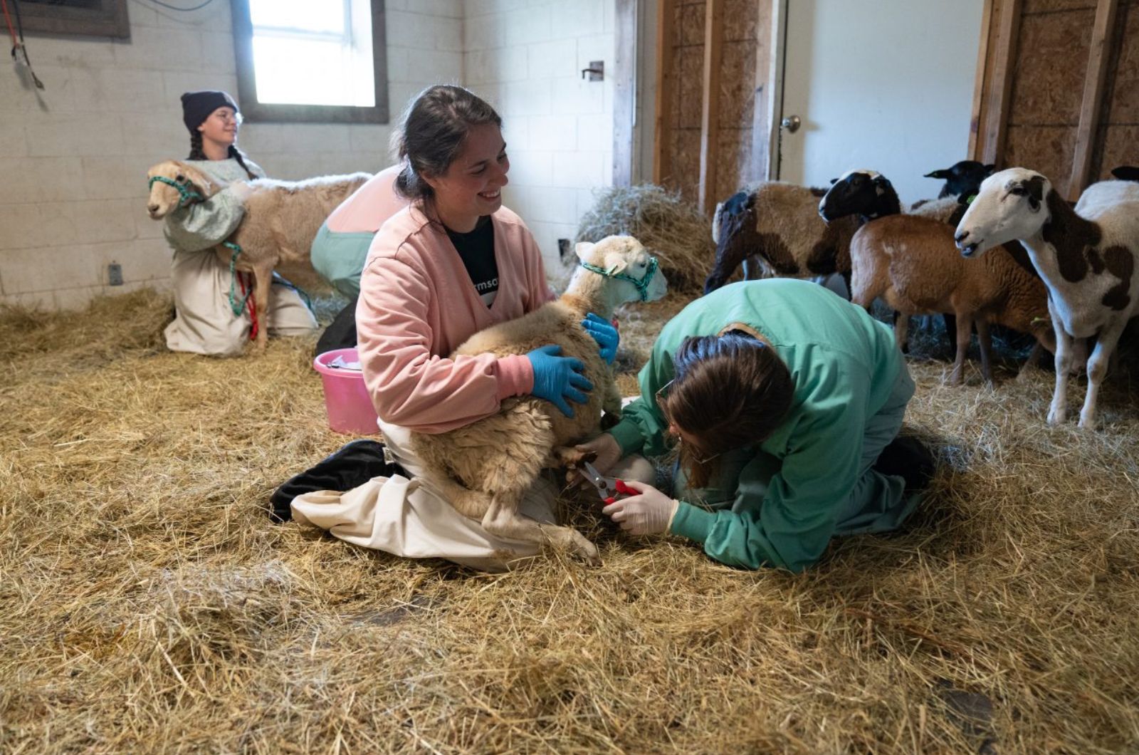 young women taking care of sheeps