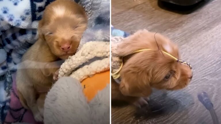 ‘Bubble Puppy’ Surpasses Everyone’s Expectations Thanks To A Woman Who Didn’t Give Up On Her