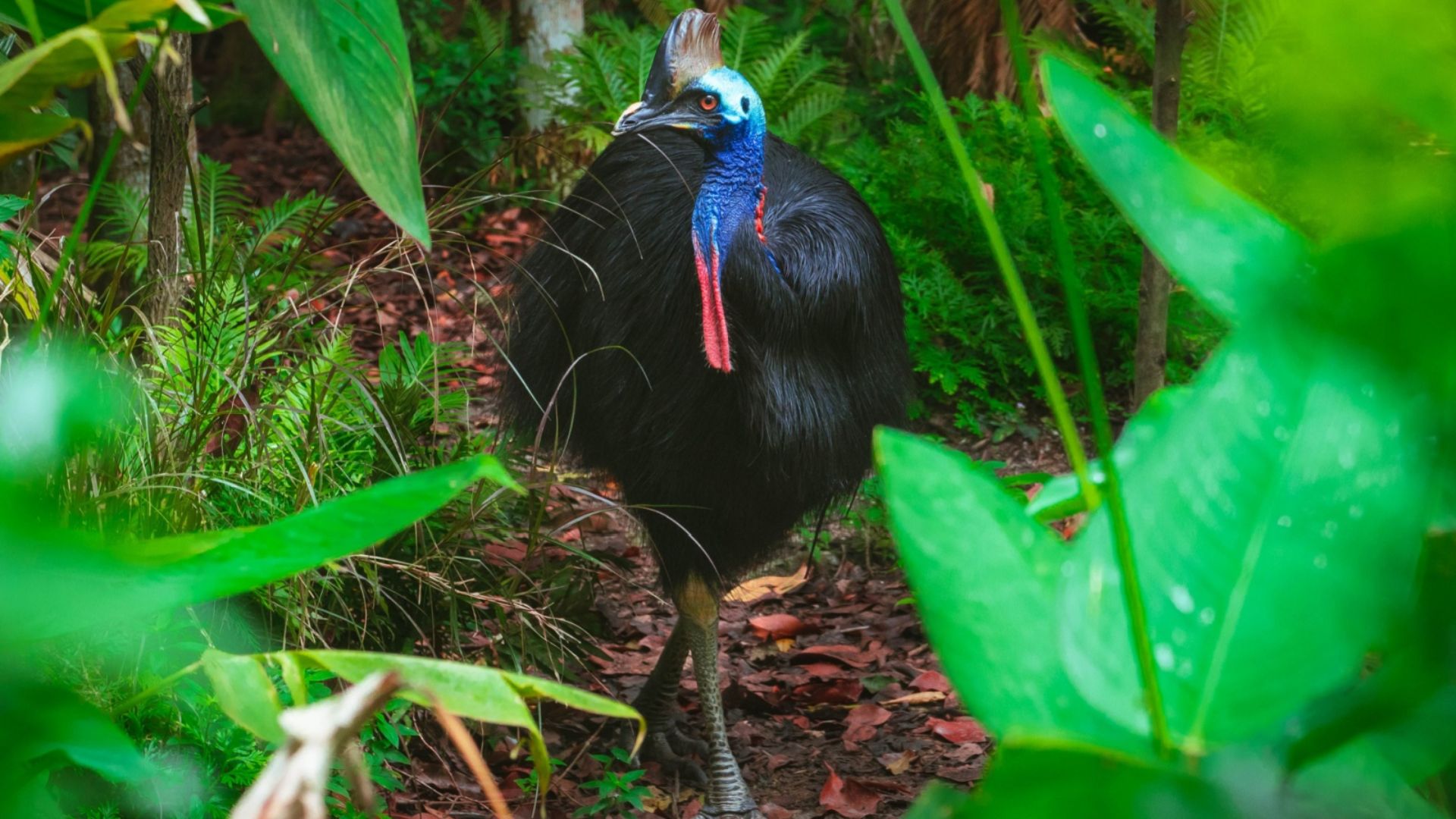 10 Amazing Birds That Will Never Take To The Sky