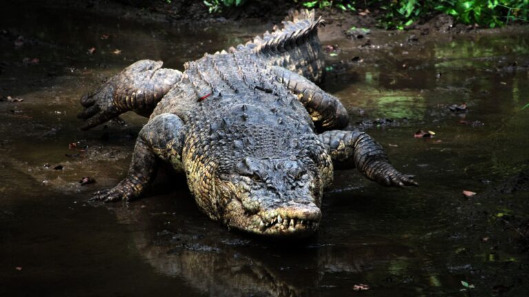 10 Animals With Mind-Blowing Strength That Will Leave You In Awe Of Nature