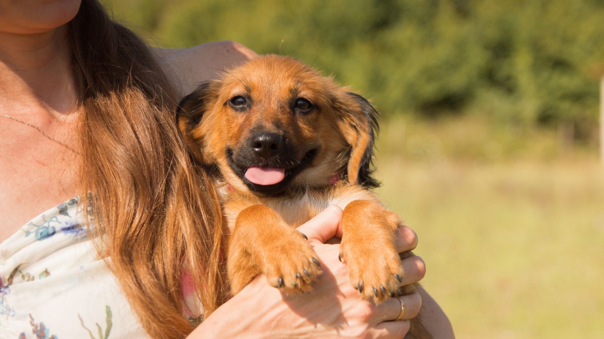 10 Dogs That Are Ideal For First-Time Pet Parents