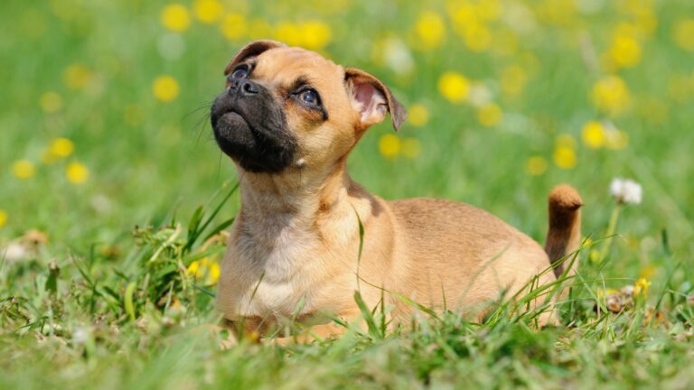 10 Fascinating Facts About The Jack Russell Pug Mix
