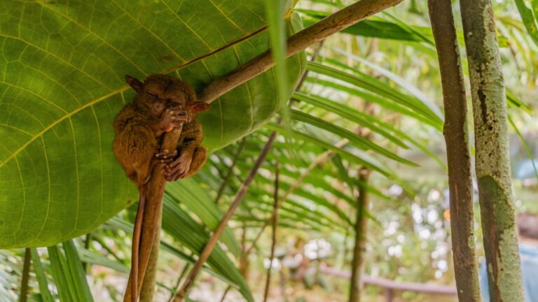 10 Fascinating Nocturnal Animals You’ll Rarely Spot In Daylight