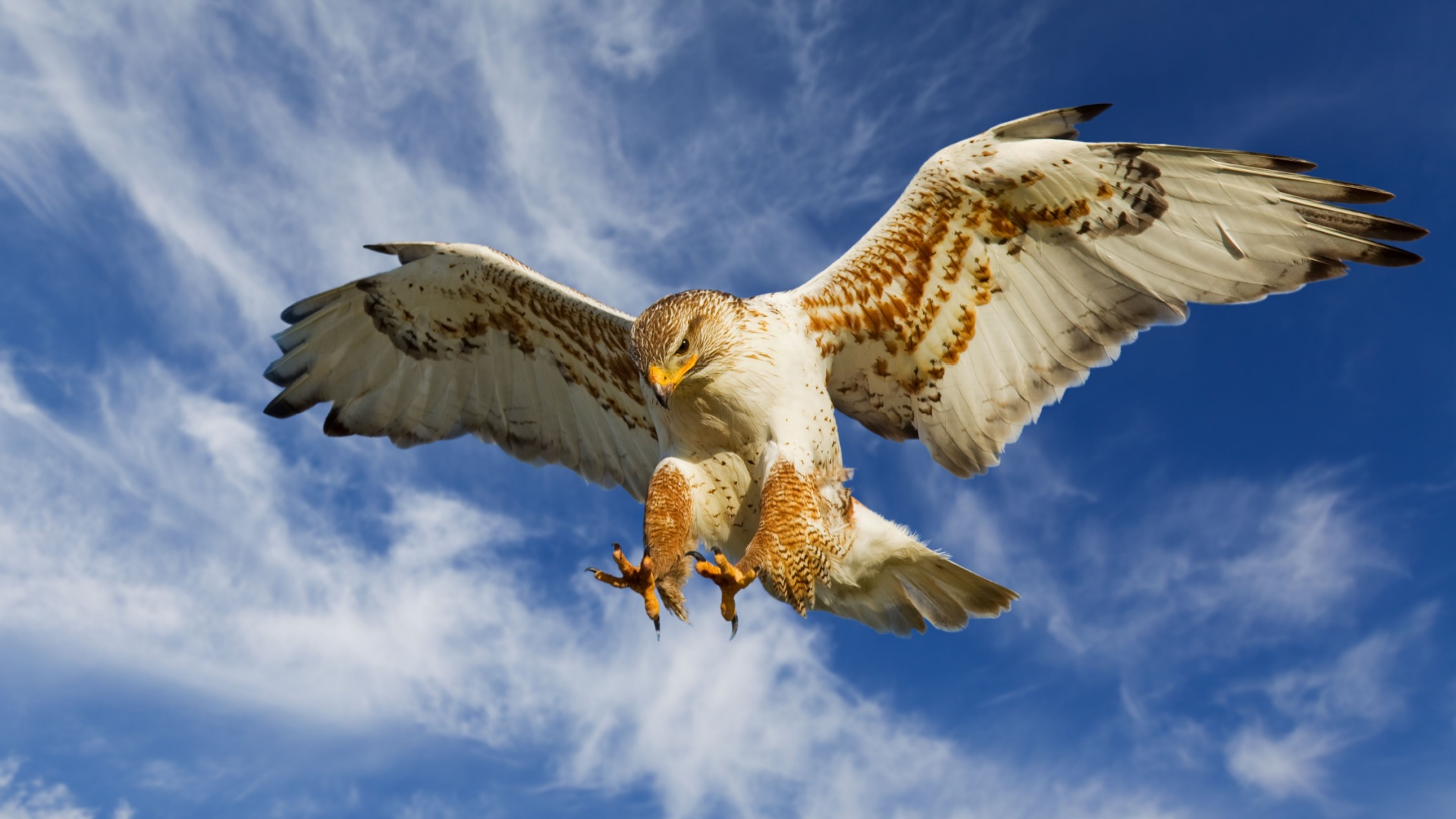 10 Fearsome Birds Of Prey In America And Their Incredible Hunting Skills