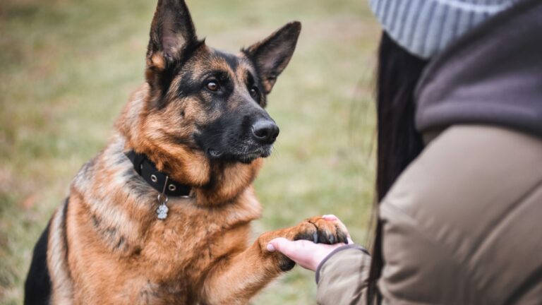 10 Heartwarming Signs That Prove Your German Shepherd Adores You