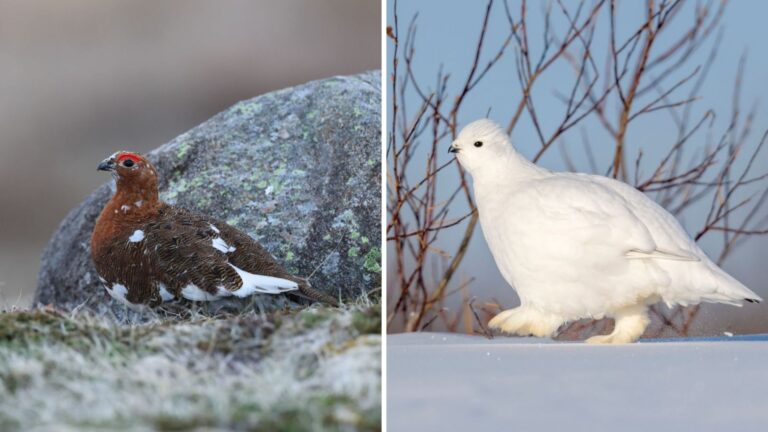 10 Incredible Animals That Turn White In Winter