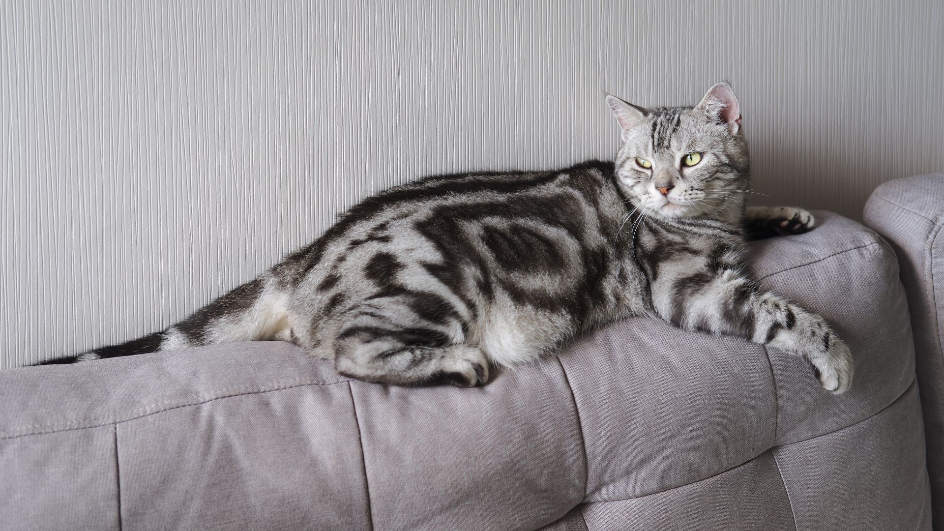 sweet cat laying on a sofa