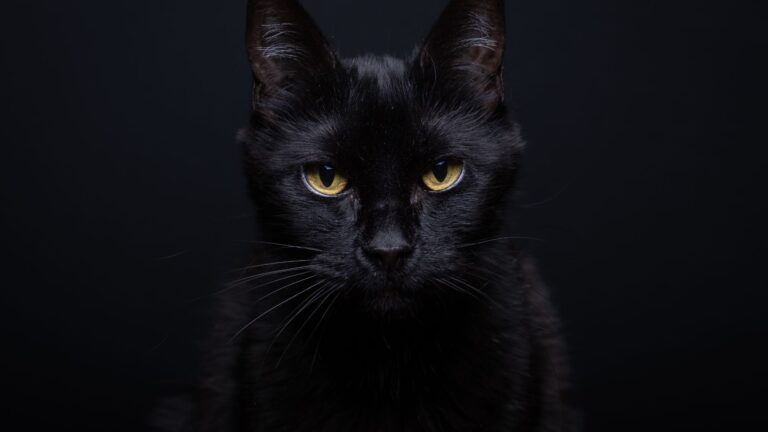 10 Interesting Facts About Black Tabby Cats That Will Leave You Amazed