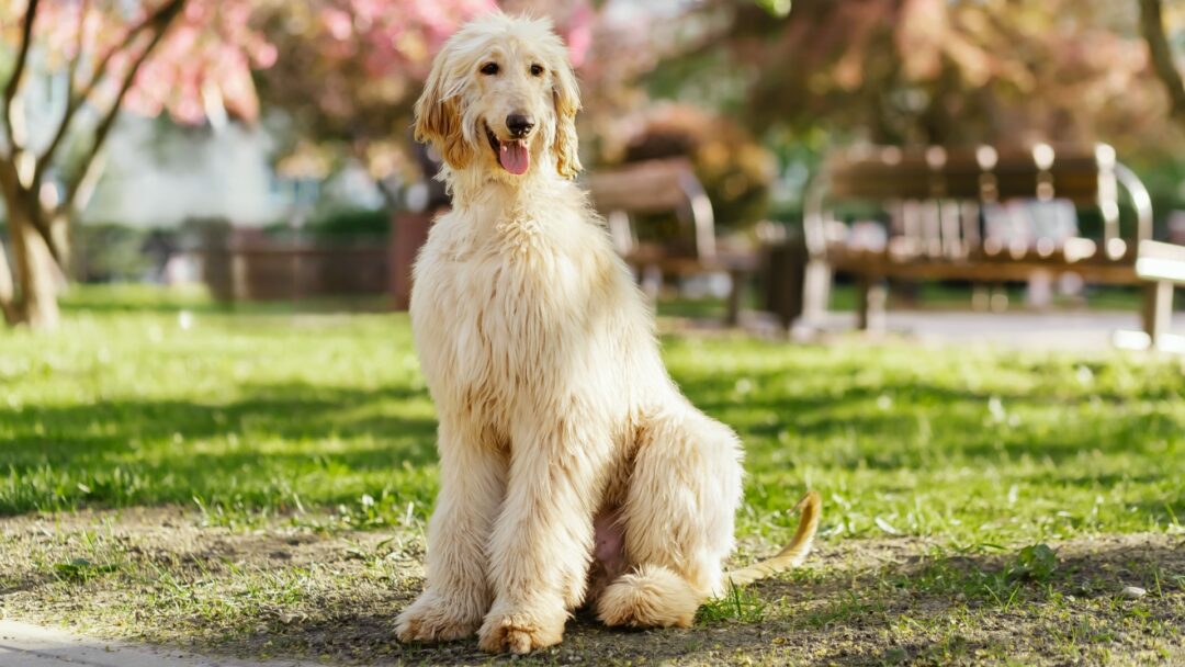 Photo inspiration: Gallery Detail: 16 Stubborn Dog Breeds That Are Challenging To Train