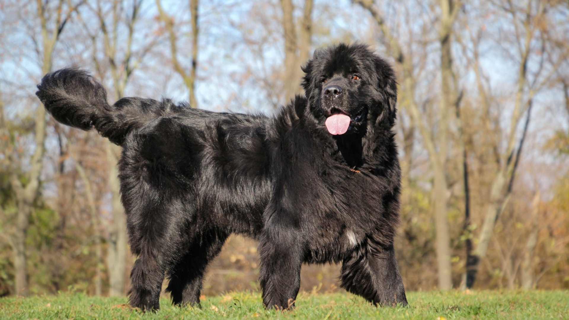 Newfoundland dog