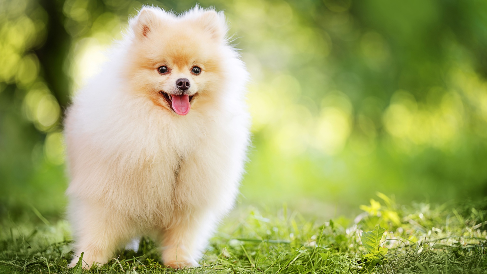 Pomeranian