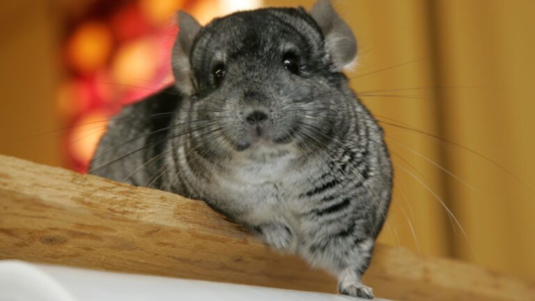 10 Pets That Will Instantly Brighten Your Day