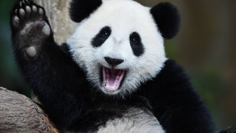 10 Questions About Mammals You Didn’t Know You Needed Answered