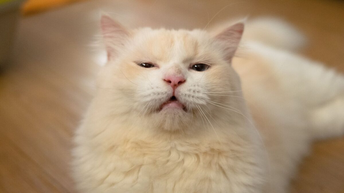 10 smells that cats hate