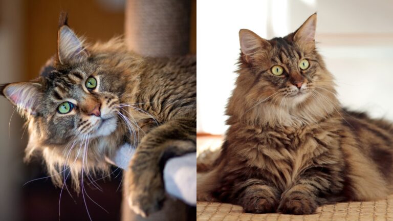 10 Striking Similarities Between Norwegian Forest Cats And Maine Coons