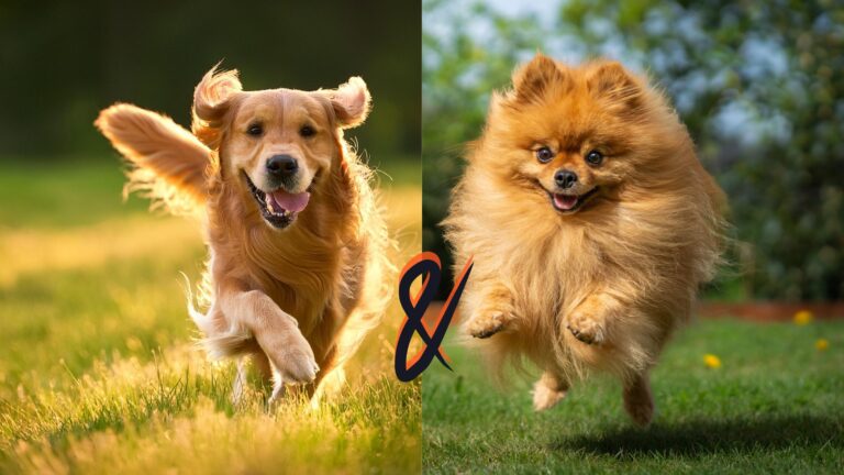 10 Surprising Facts About The Golden Retriever Pomeranian Mix