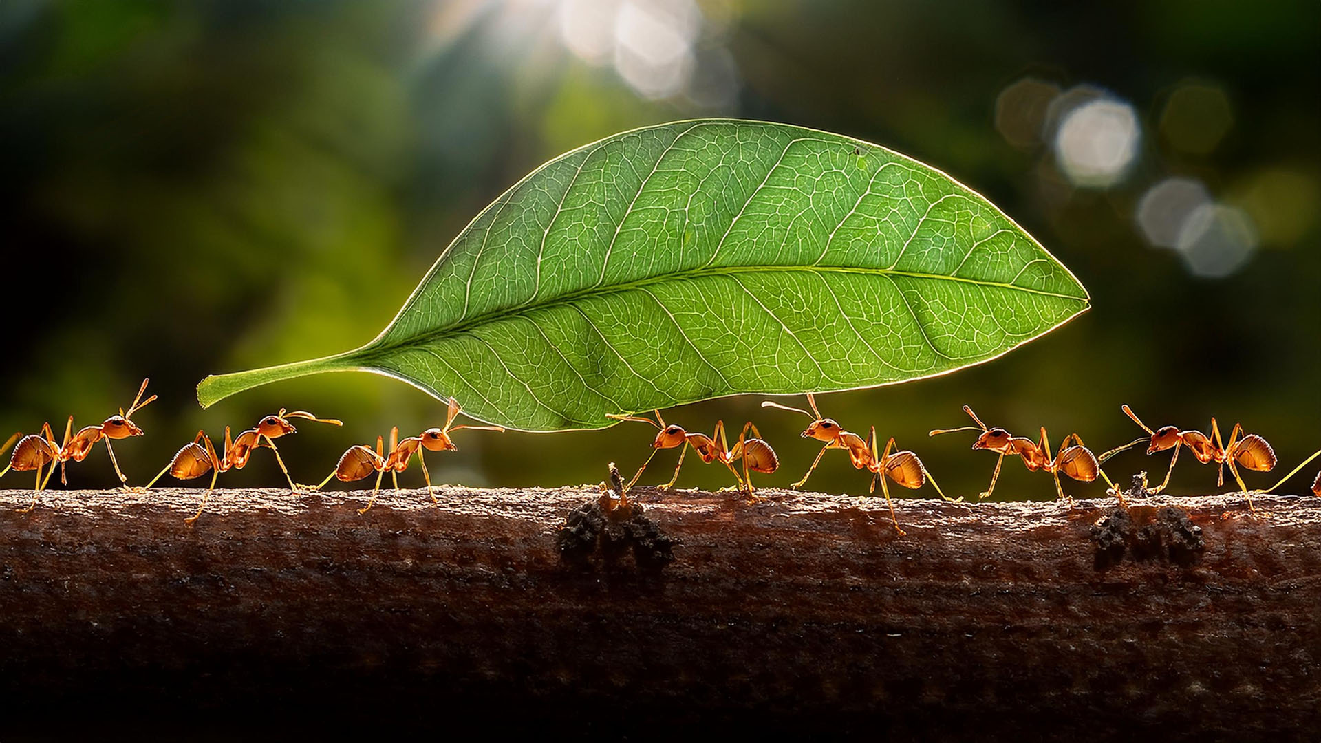 unsung animal heroes keep the planet healthy