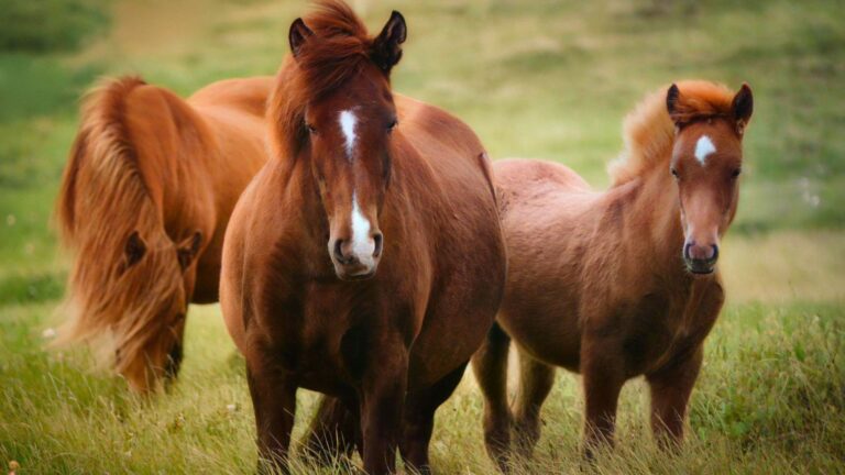 11 Affordable Horse Breeds That Make Perfect Pets For Every Budget