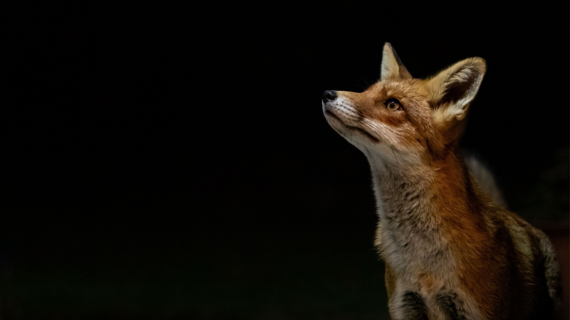 11 Amazing Animals That See Perfectly In The Dark