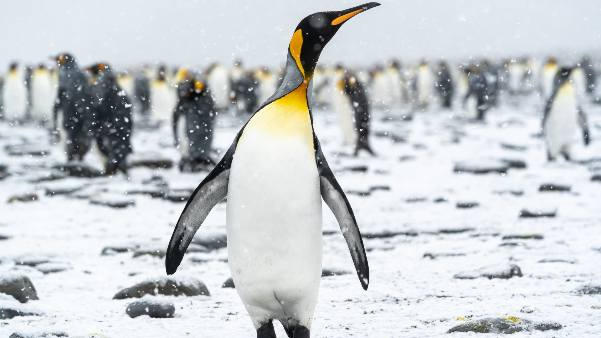 King Penguin