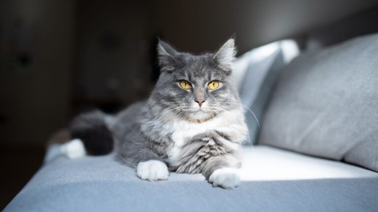 11 Elegant Long-Haired Cat Breeds That Look Stunning In Grey Coats